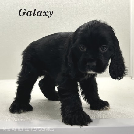 puppy, for, sale, Cocker Spaniel, Joe & Cherri  Overlease, dog, breeder, Miller, MO, dog-breeder, puppy-for-sale, forsale, nearby, find, puppyfind, locator, puppylocator, aca